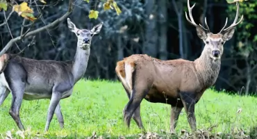Rykowisko jeleni w Beskidach – właśnie się rozpoczyna!