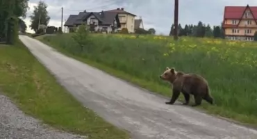 Policja ostrzega przed niedźwiedziem