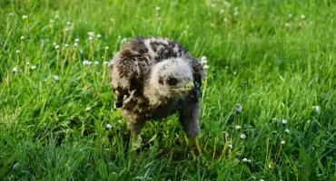 W lesie też trwa Dzień Dziecka. Babiogórski Park Narodowy przypomina ważne zasady