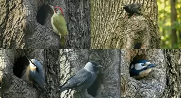 Ptasia rywalizacja o dziuplę w Parku Zamkowym. Kto ostatecznie w niej zamieszkał?