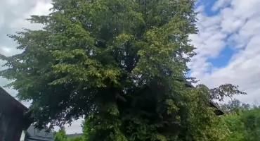 Lipa – Królowa lipcowego ogrodu. Z Katarzyną w ogrodzie (XVI)