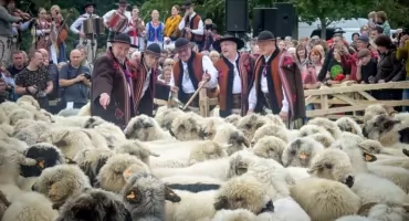 Jesienny Redyk 2026 pod Babią Górą. Tradycyjny powrót owiec