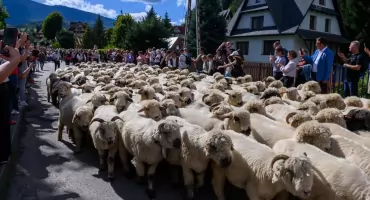 Owce znów zeszły z hali. Redyk był jednym z najważniejszych momentów 42. Babiogórskiej Jesieni