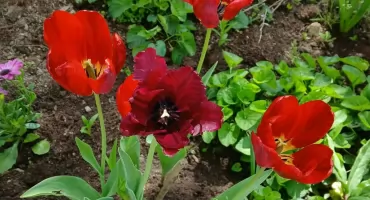 Dlaczego tulipany nie kwitną co roku? Oto sprawdzone odmiany długowieczne. Z Katarzyną w ogrodzie (XIX)